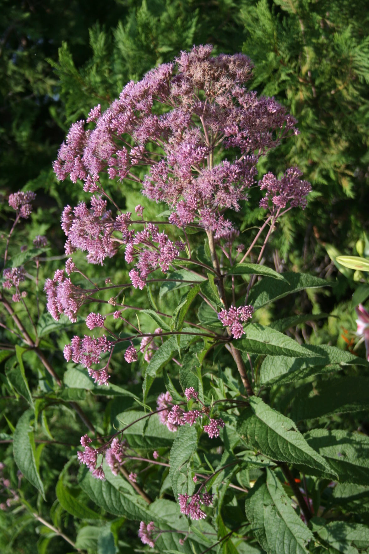 Joe Pye Weed